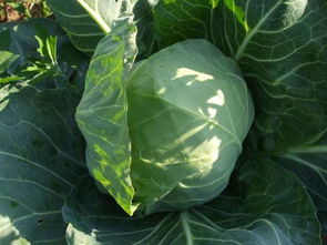 保鮮蔬菜圖片,保鮮蔬菜高清圖片 青島園宏勝保鮮加工廠(chǎng),