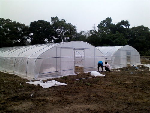 育苗大棚廠家 育苗大棚 育苗大棚 建設(shè)