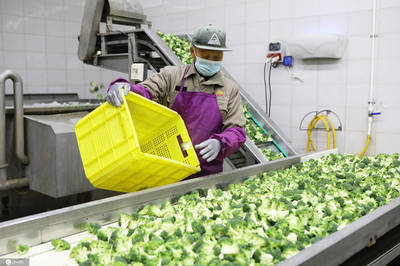 江蘇濱海蔬菜走出國門遠銷歐美年產值3億元以上