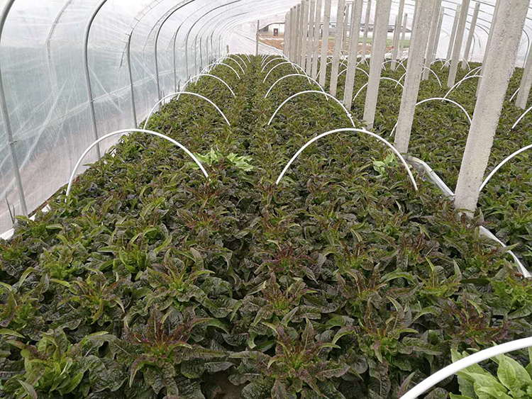 優(yōu)質(zhì)萵筍 新鮮上市——綠色農(nóng)產(chǎn)品的市場機(jī)遇與價(jià)值