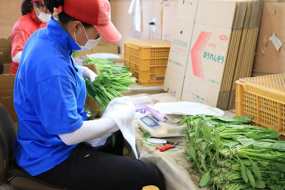 從田間到餐桌 真實(shí)的農(nóng)業(yè)種菜、加工與農(nóng)副產(chǎn)品收購全貌